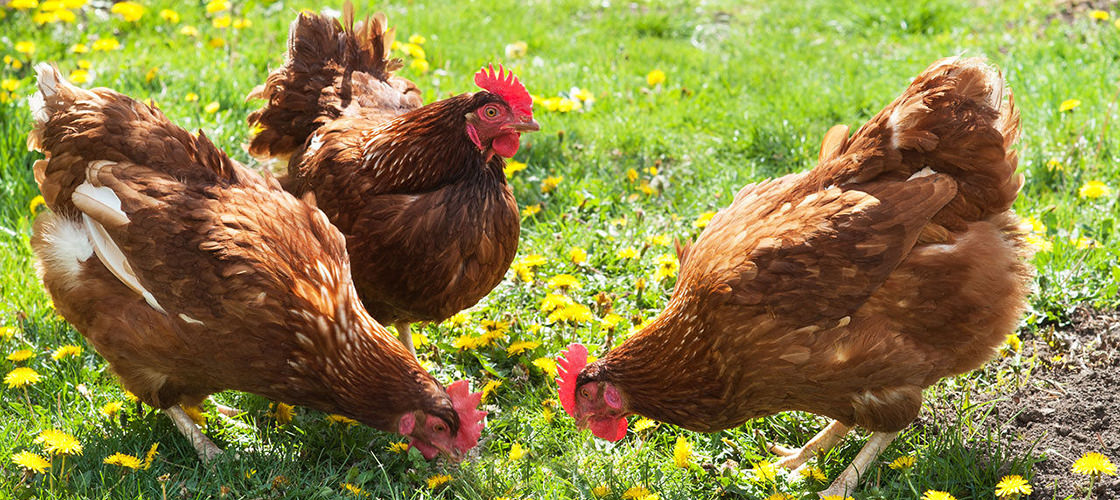 Lower Whitsleigh Farm - Chickens