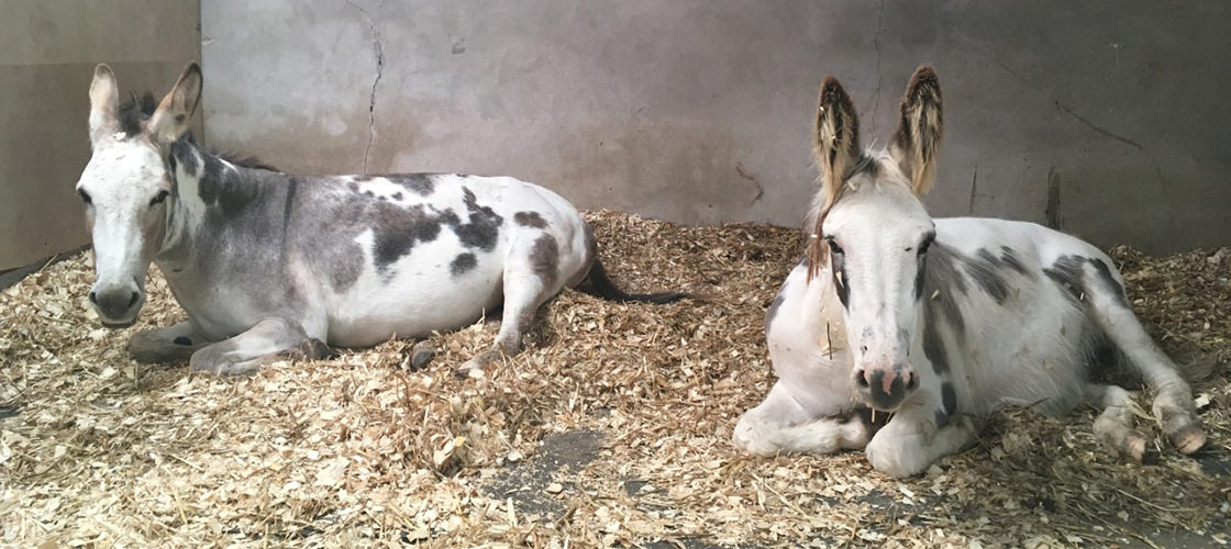 Lower Whitsleigh Farm - Donkeys