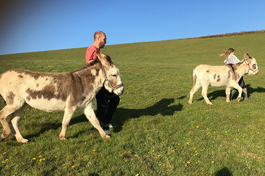 Donkey Walking in North Devon